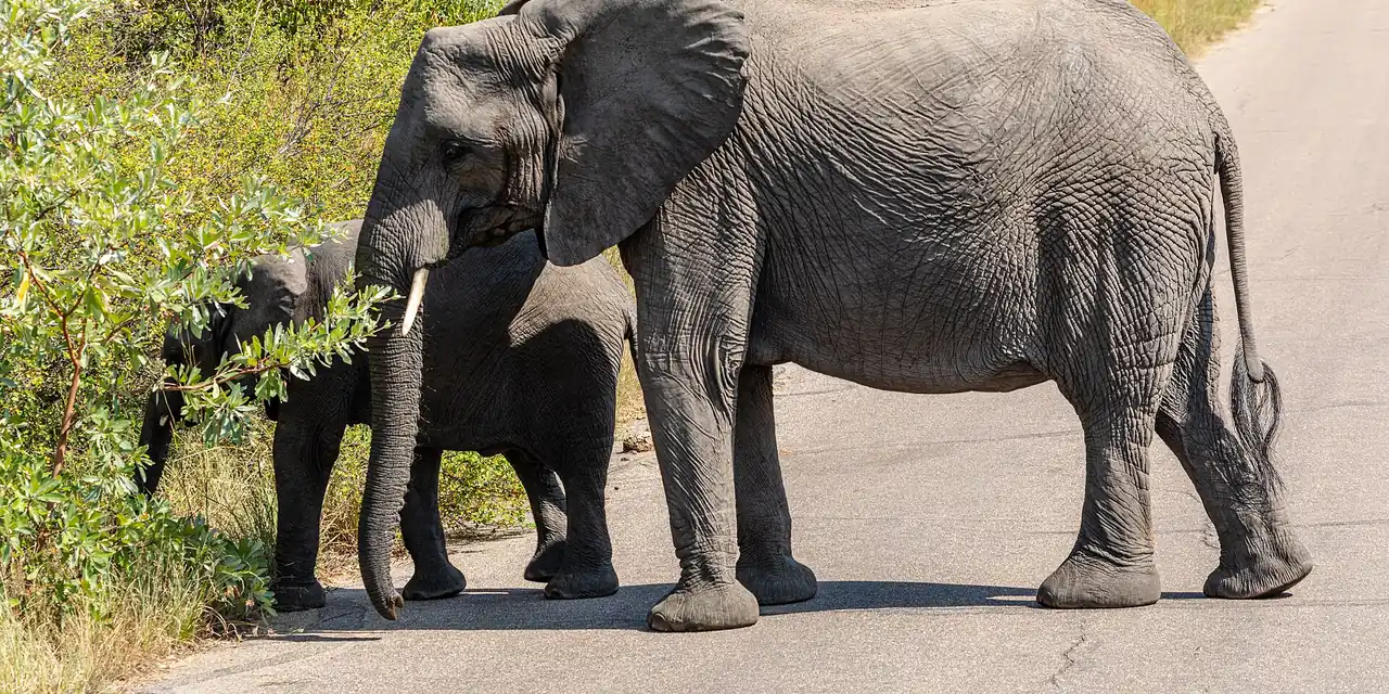 Uitzicht op Krugerpark